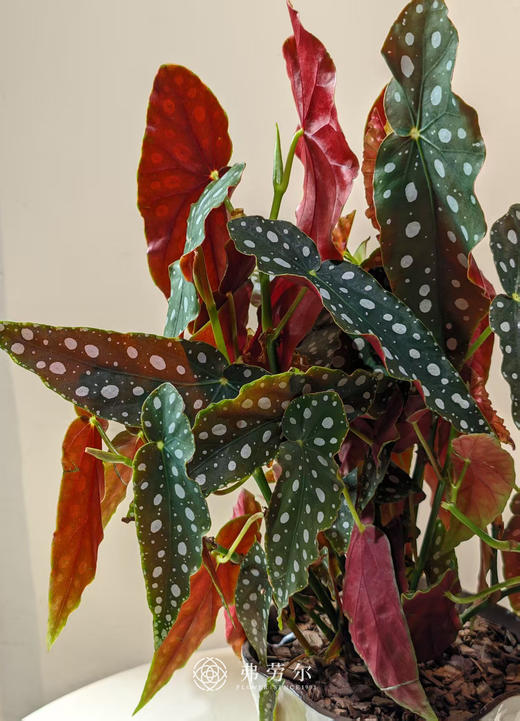 白盆鳟鱼秋海棠 商品图1