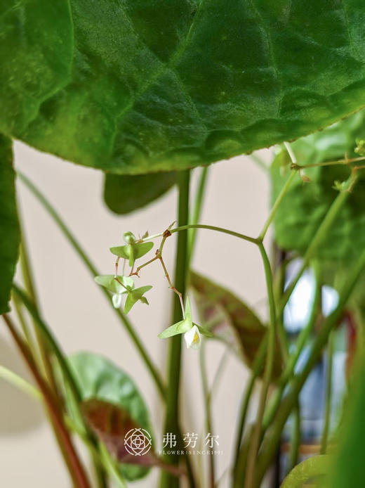 福寿秋海棠（陶盆高） 商品图2