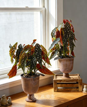 高脚盆鳟鱼秋海棠