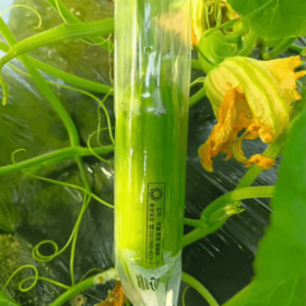 玲儿家小菜 韩国西葫芦1P 령이네집반찬 한국애호박1P