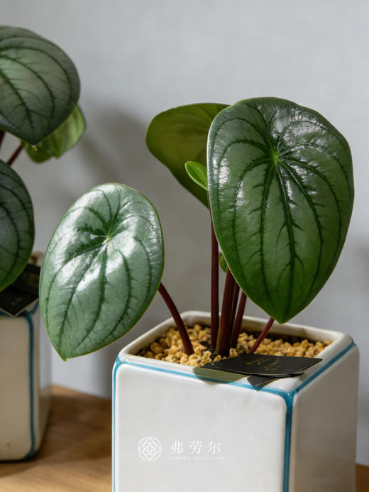 方盆西瓜皮 商品图2