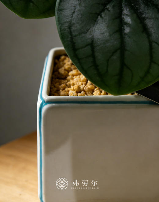 方盆西瓜皮 商品图3