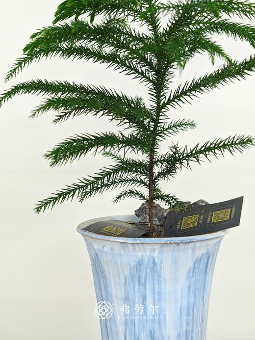 南洋松盆栽 商品图1