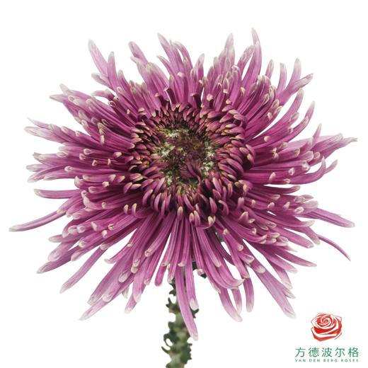 VDB烟花菊-巴尔塔萨 商品图0