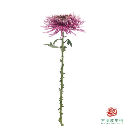 VDB烟花菊-巴尔塔萨 商品图4