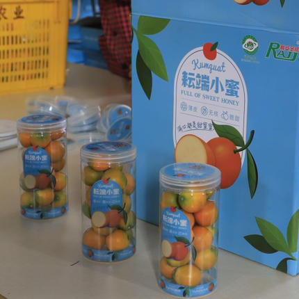 融安耘端脆蜜金柑 金桔 超好吃 商品图7