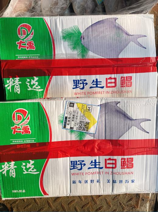 白鲳鱼一箱 商品图2