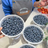 花香蓝莓 15+中果 商品缩略图6
