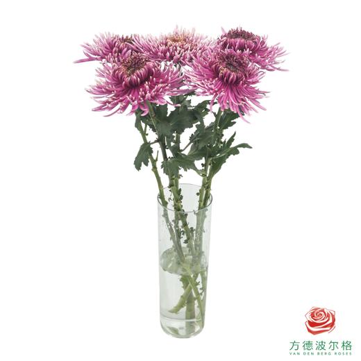 VDB烟花菊-巴尔塔萨 商品图1