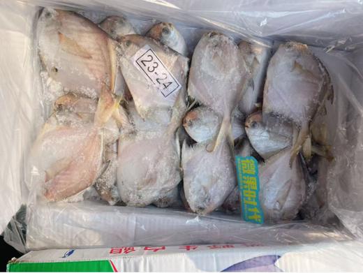 白鲳鱼一箱 商品图0