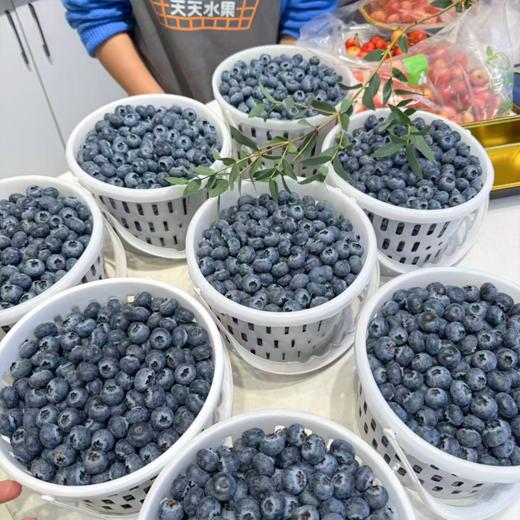 花香蓝莓 15+中果 商品图2