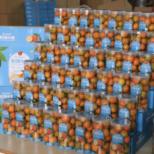 融安耘端脆蜜金柑 金桔 超好吃 商品图6