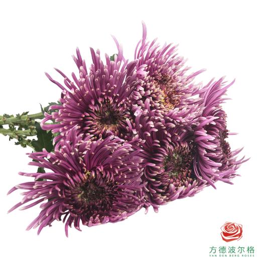 VDB烟花菊-巴尔塔萨 商品图3