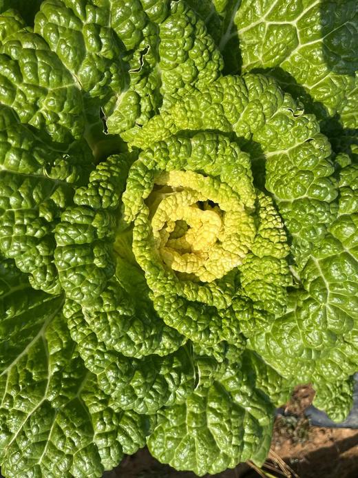 生态大白菜 | 绿家自产*Ecological Chinese cabbage | In-House Production 商品图1