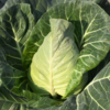 生态牛心甘蓝 | 绿家自产 * Ecological Oxheart Cabbage | In-House Production 商品缩略图0