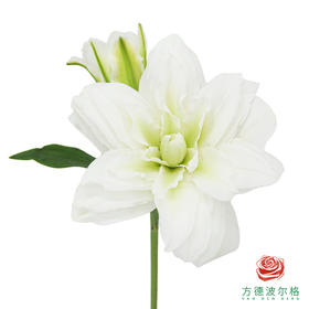 重瓣百合-卡诺瓦