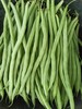 四季豆 400g （以当天实物为准） 商品缩略图1