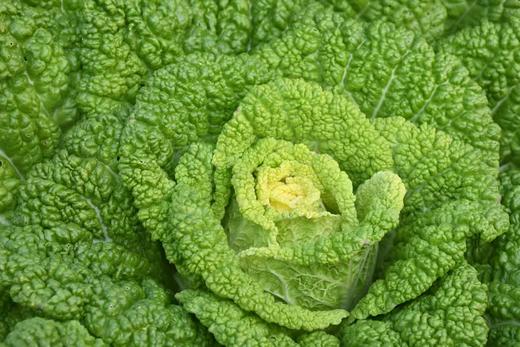 生态大白菜 | 绿家自产*Ecological Chinese cabbage | In-House Production 商品图3
