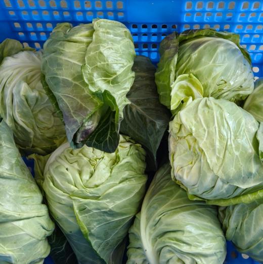 生态牛心甘蓝 | 绿家自产 * Ecological Oxheart Cabbage | In-House Production 商品图3