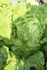生态大白菜 | 绿家自产*Ecological Chinese cabbage | In-House Production 商品缩略图4