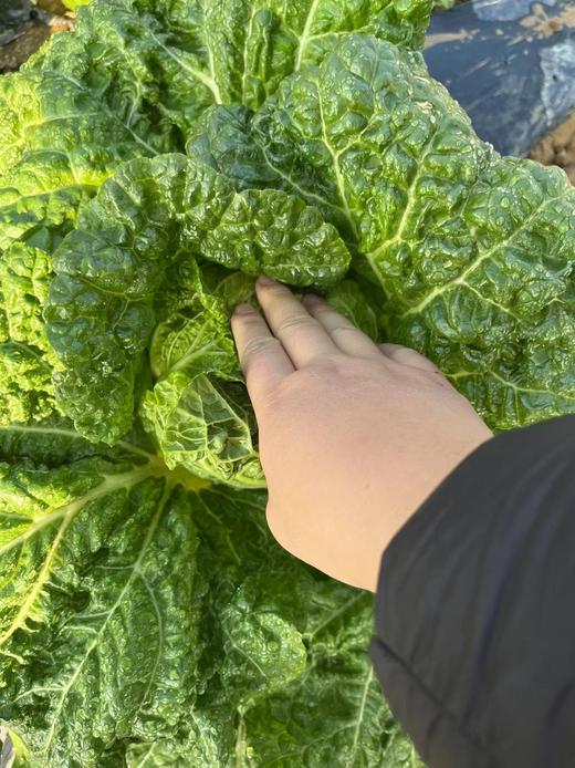 生态大白菜 | 绿家自产*Ecological Chinese cabbage | In-House Production 商品图2