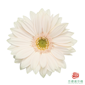 非洲菊 洱海月 XS 10枝一扎