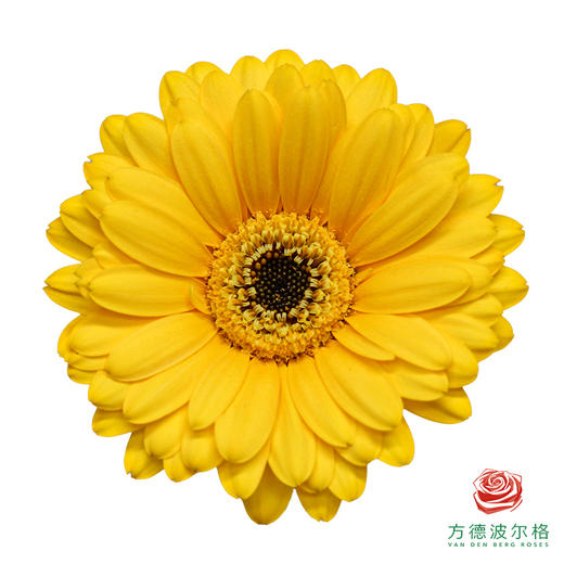 非洲菊 欧迪 XS 10枝一扎 商品图0