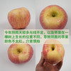 有机真的丑红富士苹果 | 合作生产 Organic-real ugly Fuji apple | Coproduction 商品缩略图1