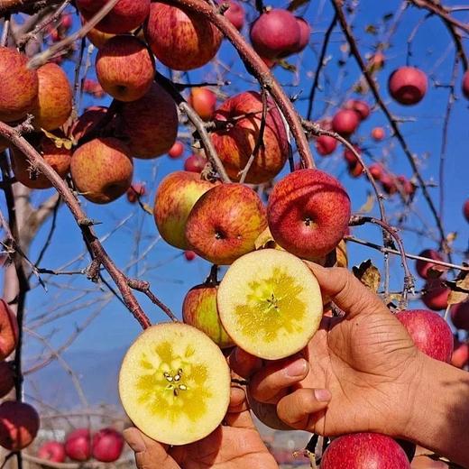 有机苹果刺梨四神汤饮-古方新饮·经典四神汤+苹果及刺梨原汁 商品图4