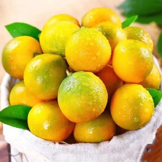【自提】融安脆蜜金柑500克 商品图2