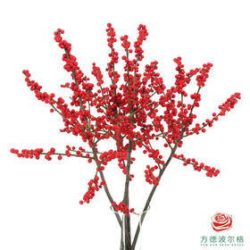 新桉冬青-50m  5枝一扎