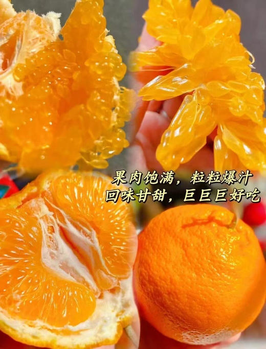 【产地直采】9.9/2斤  耙耙柑 商品图0