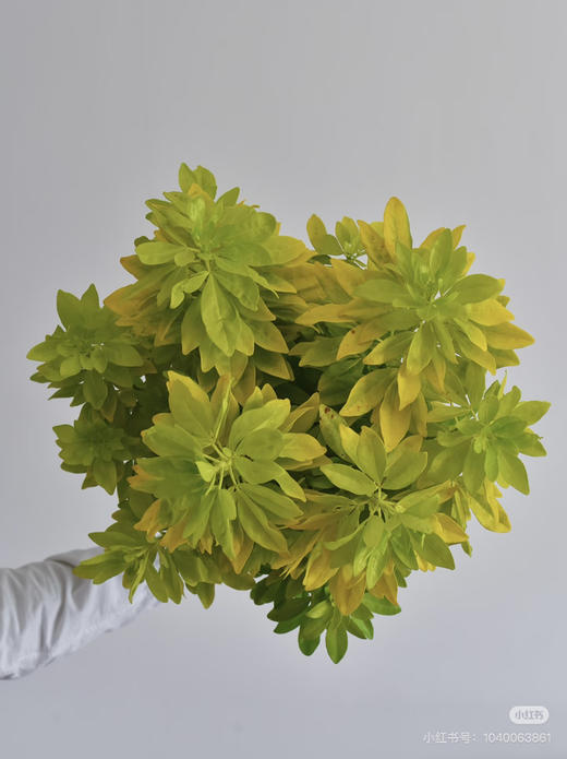 【自行给予】墨西哥橘叶   约5枝/扎 商品图7