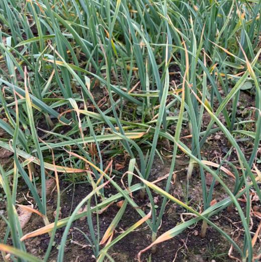 生态蒜苗 | 绿家自产 * Ecological garlic bolt | In-House Production 商品图0