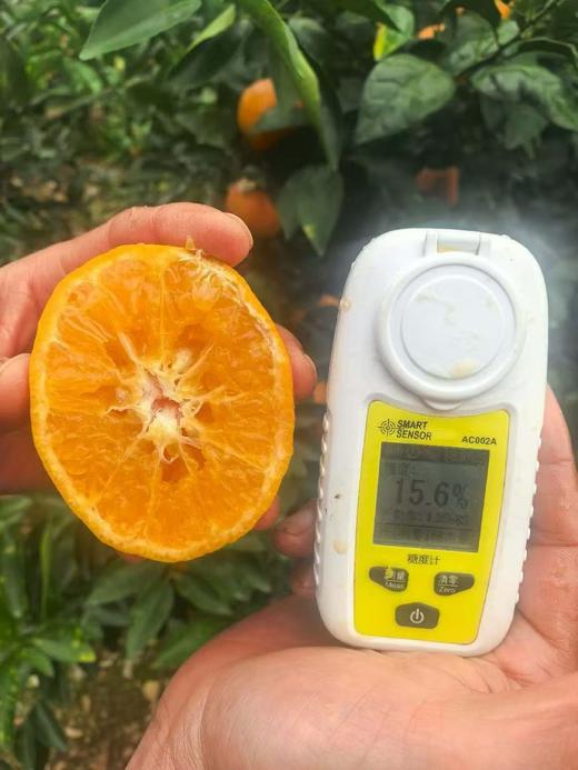 云南哀牢山沃柑礼盒装 【全国顺丰包邮】大果（果径80以上果）（净重8.5市斤） 商品图7