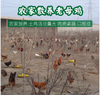 山农-现杀老母鸡农家散养土鸡-（新鲜走地鸡草鸡柴鸡净重2斤半左右/只）【BH】【SN】 商品缩略图2