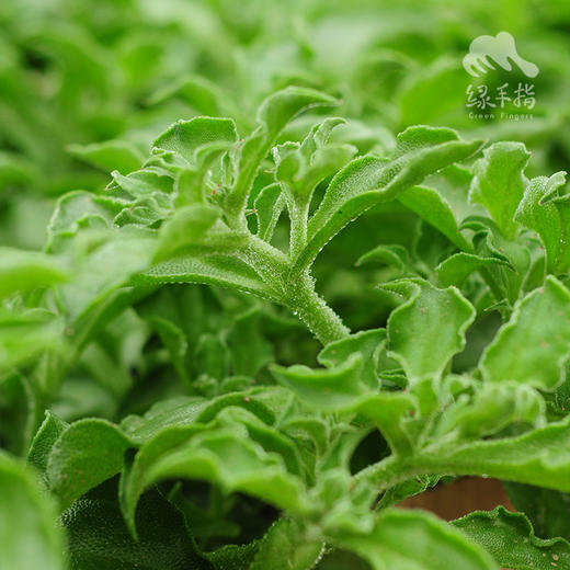 生态冰菜 | 绿家自产* Ecological crystalline ice plant | In-House Production 商品图2