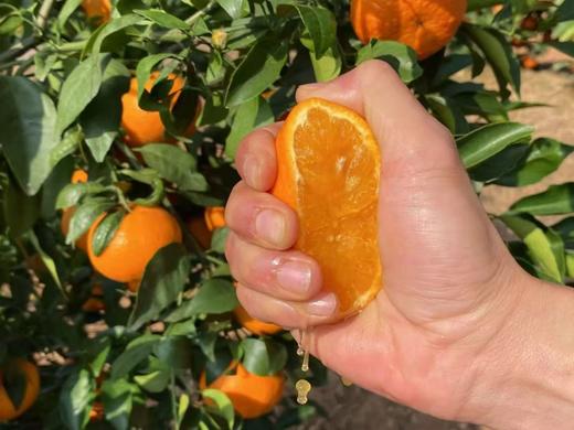 云南哀牢山沃柑礼盒装 【全国顺丰包邮】大果（果径80以上果）（净重8.5市斤） 商品图1