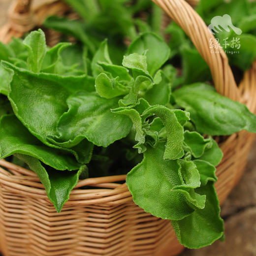 生态冰菜 | 绿家自产* Ecological crystalline ice plant | In-House Production 商品图1