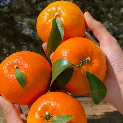 云南哀牢山沃柑礼盒装 【全国顺丰包邮】大果（果径80以上果）（净重8.5市斤） 商品图3