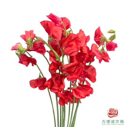 豌豆花 红色 商品图0