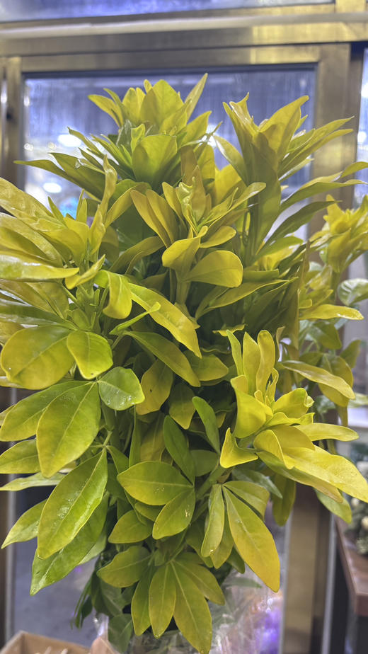 【自行给予】墨西哥橘叶   约5枝/扎 商品图8