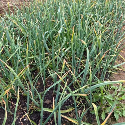 生态蒜苗 | 绿家自产 * Ecological garlic bolt | In-House Production 商品图1