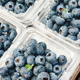 云南高原 圣庄蓝莓125g盒  18mm+  | 水果