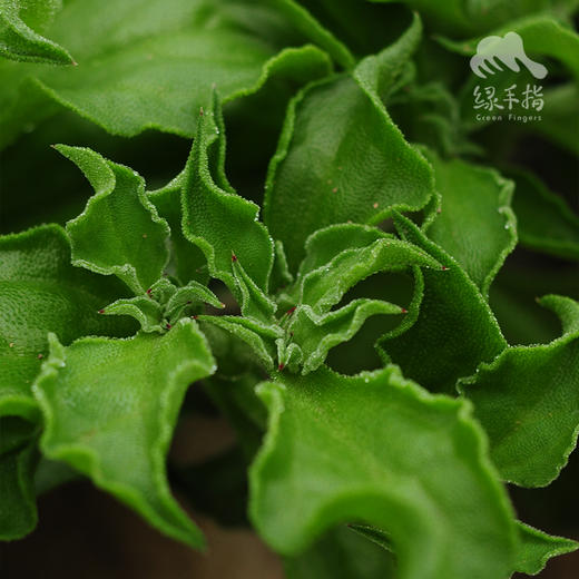生态冰菜 | 绿家自产* Ecological crystalline ice plant | In-House Production 商品图3