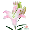 百合-美人鱼 5枝/扎 商品缩略图1