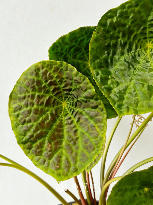 黑白盆福寿秋海棠 商品图1