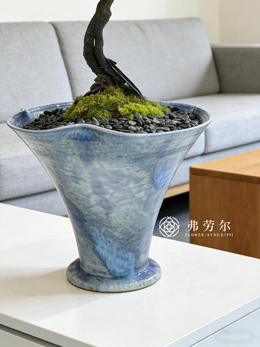 蓝盆提根紫檀 商品图2