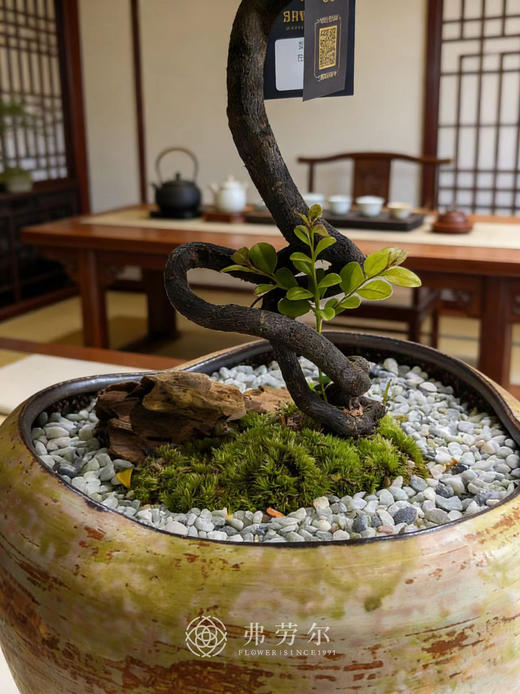 提根紫檀 商品图1