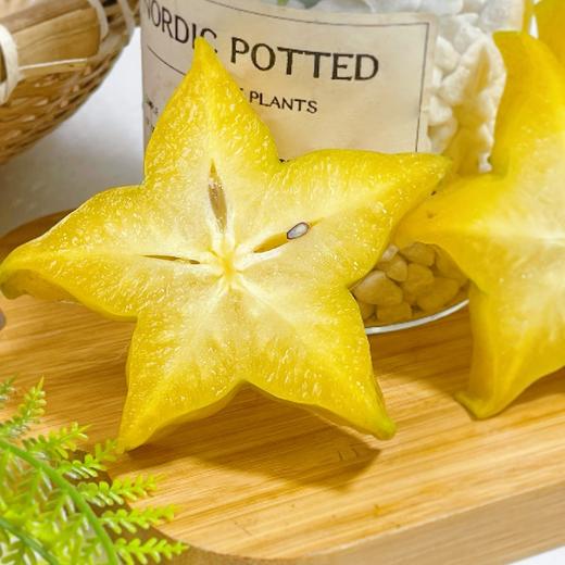 树上熟杨桃 商品图0